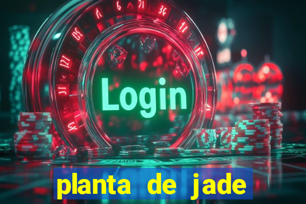 planta de jade significado espiritual